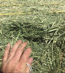 Alfalfa Bales for Sale in Qatar, Alfalfa hay for Sale in the United Arab Emirates (UAE), Alfalfa Bales for Sale in Egypt, Alfalfa hay Suppliers in Lebanon
