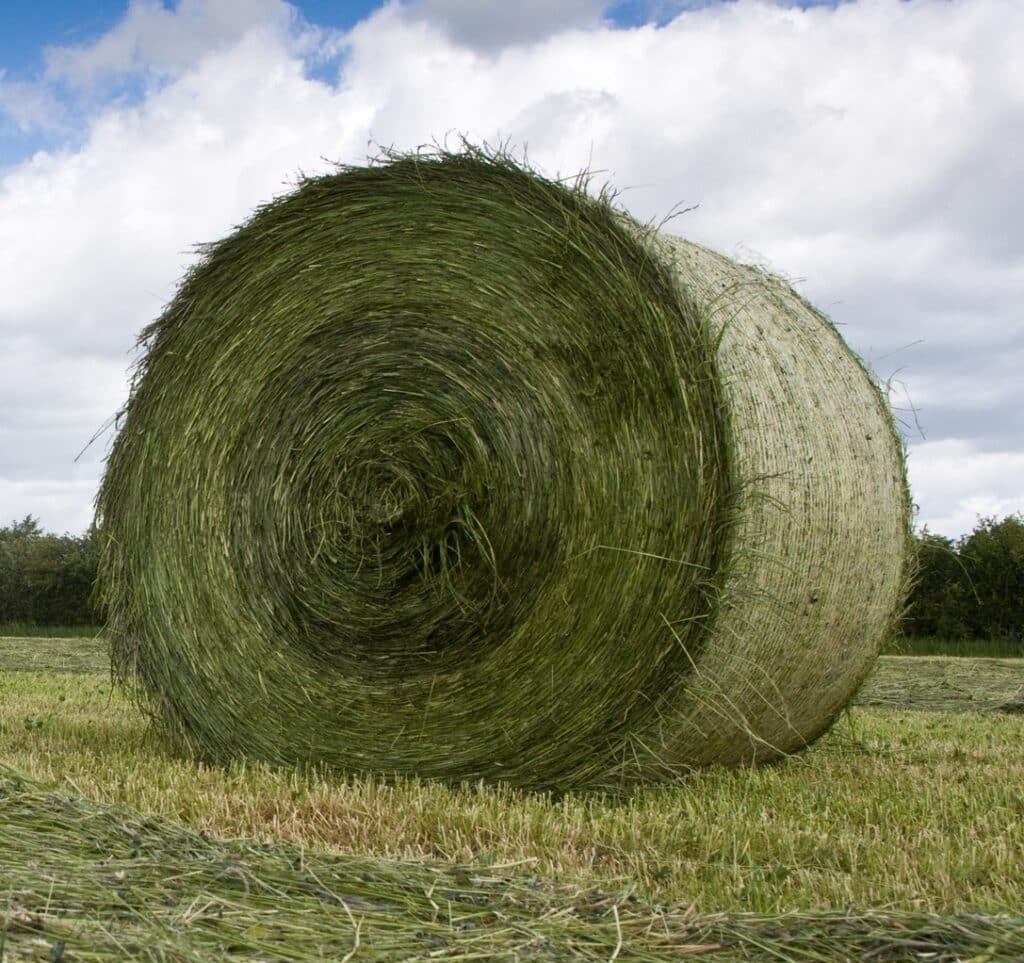 Buy Clover Hay bales for sale Premium Trefoil Hay Wholesale supplier
