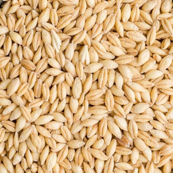 Buy Barley for sale - Premium Organic Barley seed bulk supplier