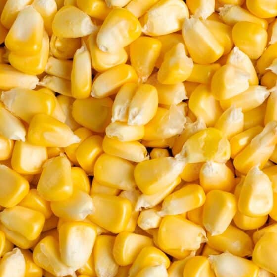 Buy Corn / Maize for sale Premium Corn grain wholesale supplier