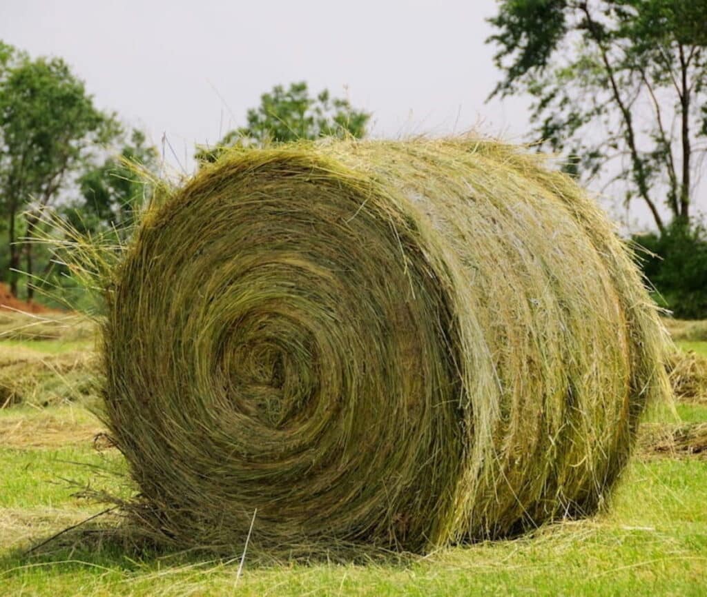 Buy Clover Hay bales for sale Premium Trefoil Hay Wholesale supplier