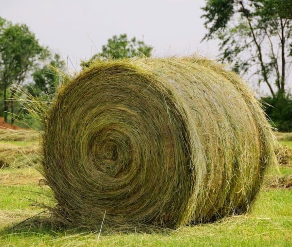 Buy Orchard Hay bales for sale - Premium Orchard (Dactylis glomerata) Hay Wholesale supplier