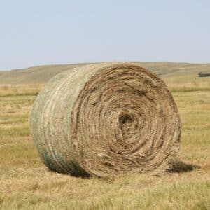 Buy Ryegrass Hay bales for sale - Premium Meadow Grass wholesale supplier