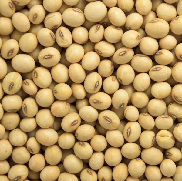 Buy Soybean for sale - Bulk Soybean wholesale supplier