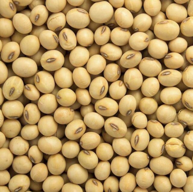 Buy Corn / Maize for sale Premium Corn grain wholesale supplier