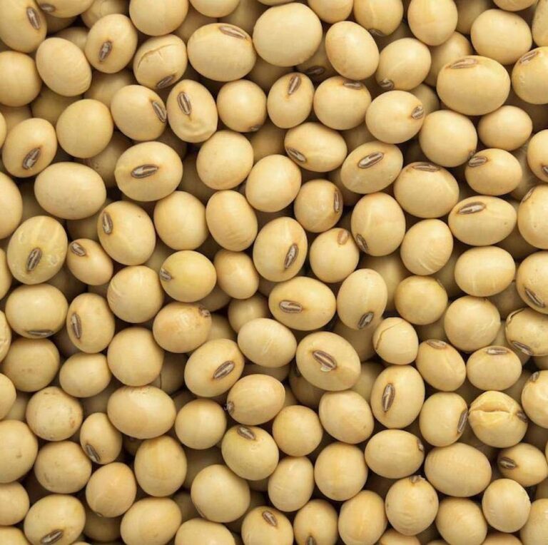 Buy Corn and Maize for sale Premium Corn grain wholesale supplier