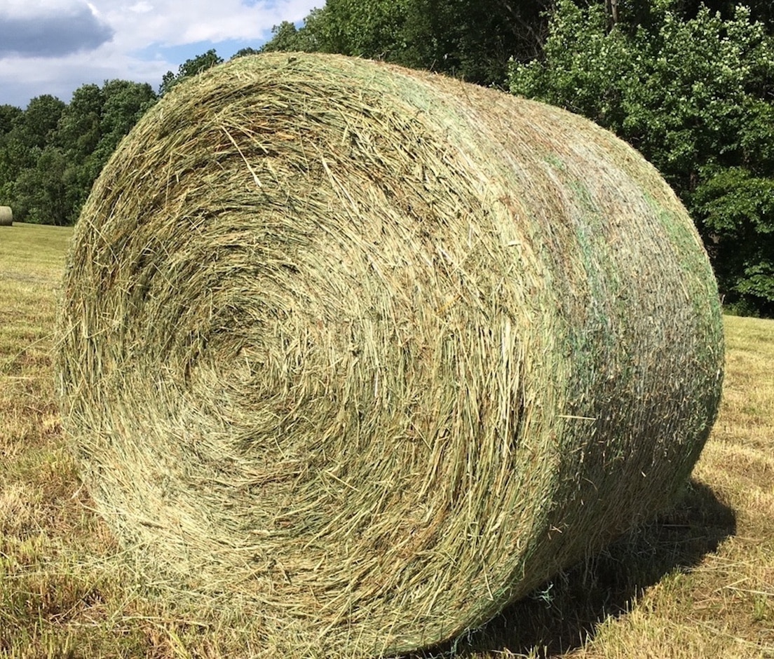 Buy Teff Hay bales for sale - Premium Teff Hay wholesale supplier