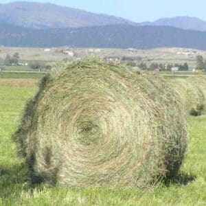 Buy Timothy Hay bales for sale - Premium Timothy hay wholesale supplier