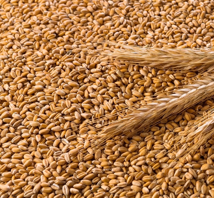 Wheat for sale - Buy Organic Wheat bulk at wholesale