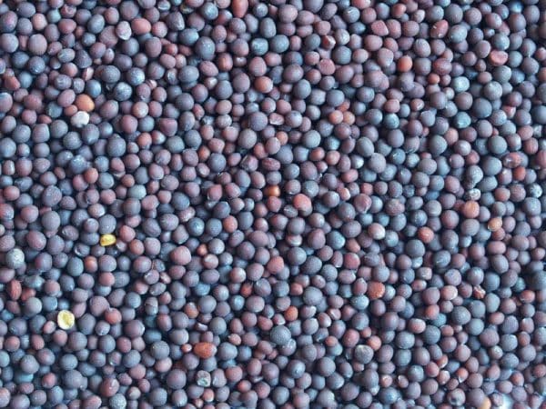 Canola Seeds for sale - Buy Organic canola seed bulk supplier