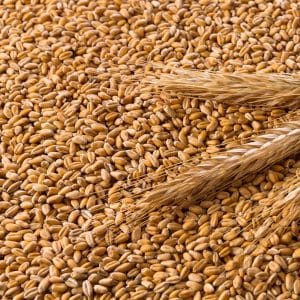 Contact Us - Buy Hay Bales for sale - Bulk Haylage Fodder Wholesale ...