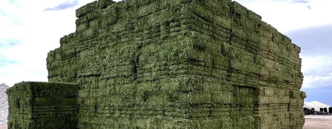 Egypt Hay Wholesale Suppliers - Bulk Hay for sale in Egypt