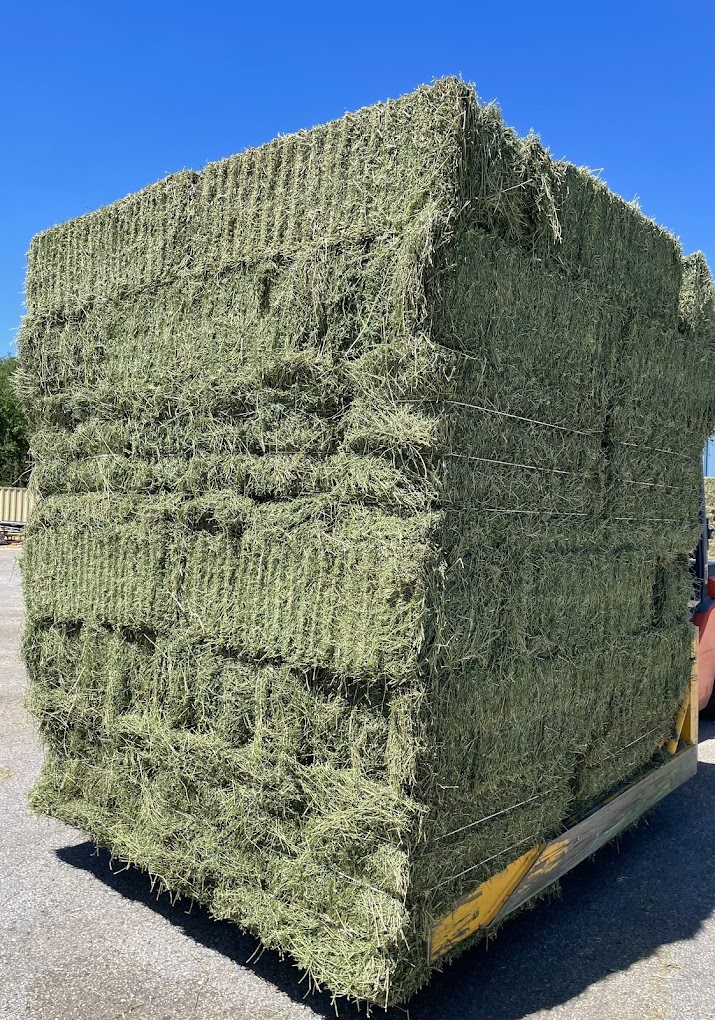 Kuwait Hay wholesale supplier - Buy Hay from our farms