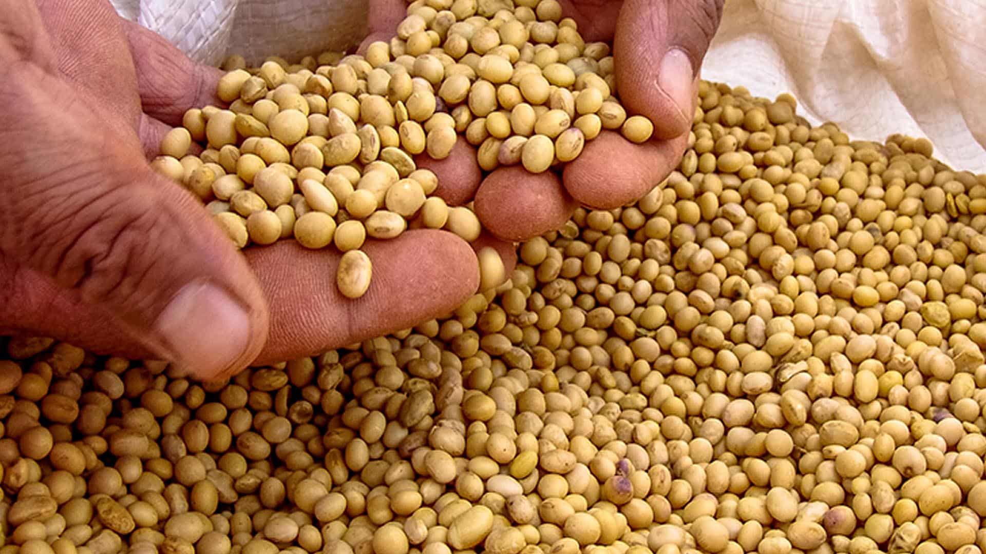 Wholesale Soybeans Suppliers and Distributors in the Middle East - Guide to Buy Soy beans in Bulk
